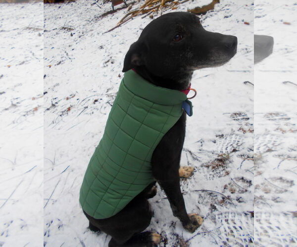 Medium Photo #8 Mutt Puppy For Sale in Monterey, VA, USA