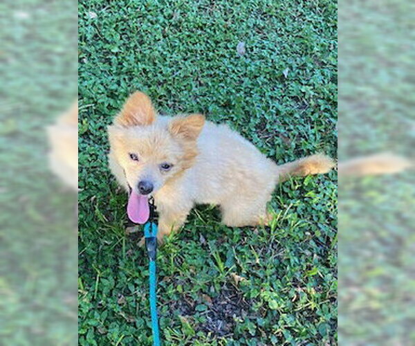 Medium Photo #2 Pomeranian-Unknown Mix Puppy For Sale in Tampa, FL, USA