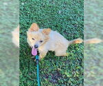 Small #1 Pomeranian Mix