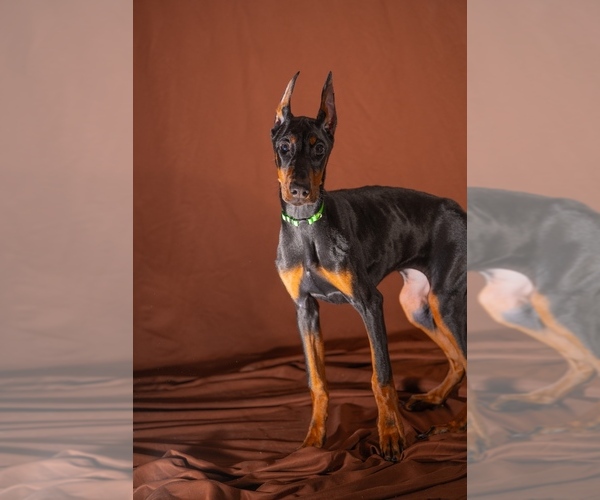 Medium Photo #3 Doberman Pinscher Puppy For Sale in RIVERDALE, MD, USA