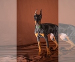 Small #2 Doberman Pinscher