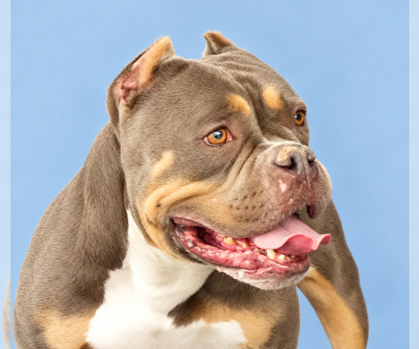 Medium Photo #1 Bulldog Puppy For Sale in Pasadena, CA, USA