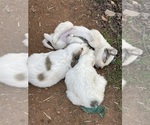 Small Photo #16 Great Pyrenees Puppy For Sale in RUTHERFORDTON, NC, USA