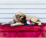 Small #5 Mastiff