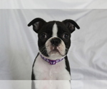 Small #3 Boston Terrier