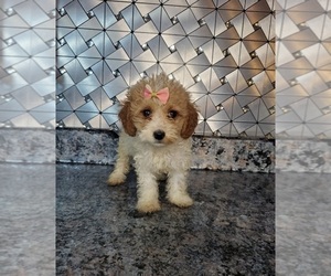 Cavapoo Puppy for sale in GOSHEN, IN, USA