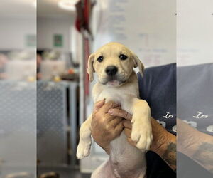 Australian Shepherd-Unknown Mix Dogs for adoption in Mooresville, NC, USA