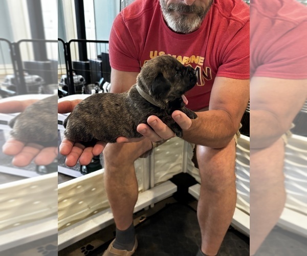 Medium Photo #9 Cane Corso Puppy For Sale in REEVESVILLE, SC, USA