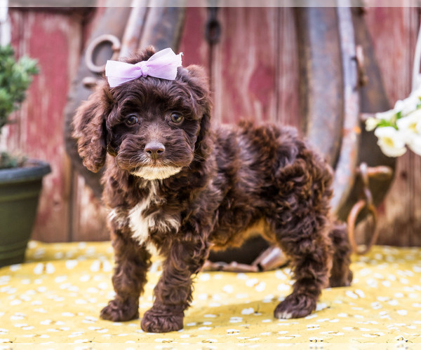 Medium Photo #6 Cockapoo Puppy For Sale in WAKARUSA, IN, USA