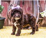 Small Photo #6 Cockapoo Puppy For Sale in WAKARUSA, IN, USA