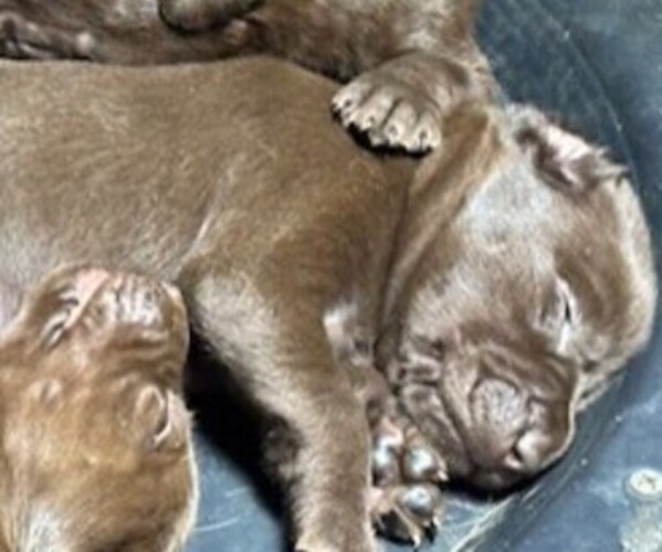 Medium Photo #1 Labrador Retriever Puppy For Sale in OMAHA, NE, USA