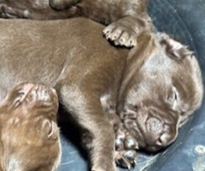 Medium Labrador Retriever