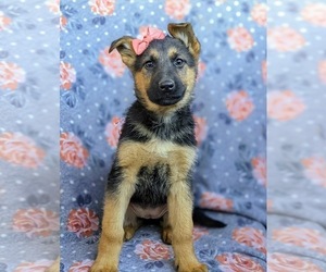 German Shepherd Dog Puppy for sale in LANCASTER, PA, USA
