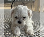 Small #22 Morkie