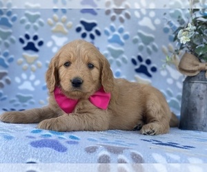 Goldendoodle Puppy for sale in LANCASTER, PA, USA