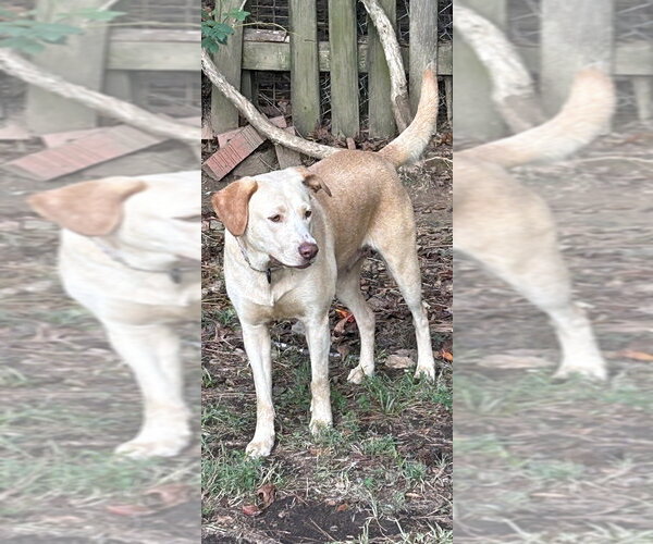Medium Photo #2 Mutt Puppy For Sale in Boston, MA, USA