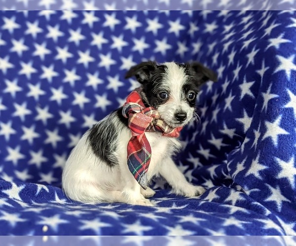 Medium Photo #6 Fox Terrier (Smooth)-Poodle (Toy) Mix Puppy For Sale in LEOLA, PA, USA