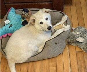 Chinese Shar-Pei-Great Pyrenees Mix Dogs for adoption in Glen Haven, WI, USA