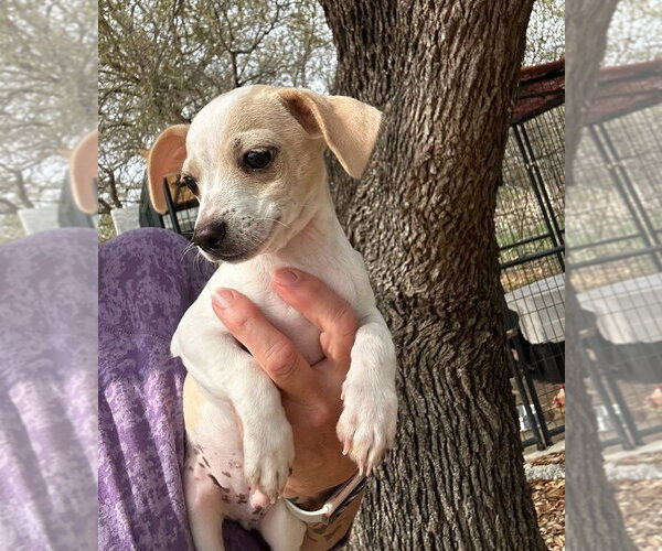 Medium Photo #2 Cheagle Puppy For Sale in Oak Bluffs, MA, USA