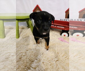 American Staffordshire Terrier-Unknown Mix Dogs for adoption in Bardstown, KY, USA
