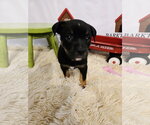 Small American Staffordshire Terrier Mix