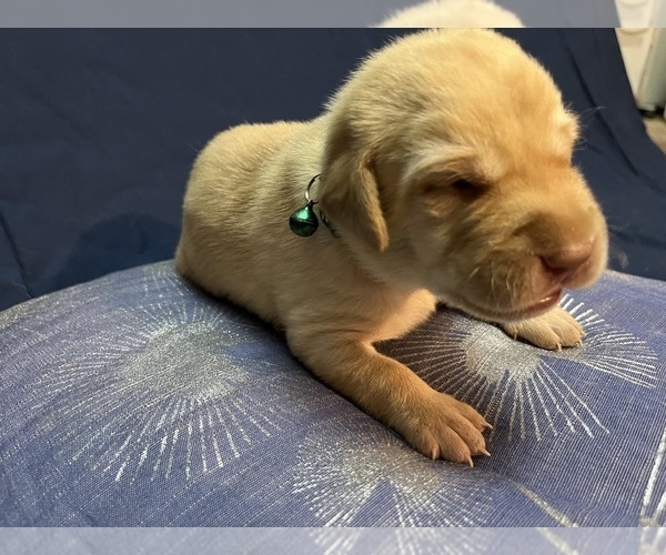 Medium Photo #34 Labrador Retriever Puppy For Sale in BARTLETT, IL, USA