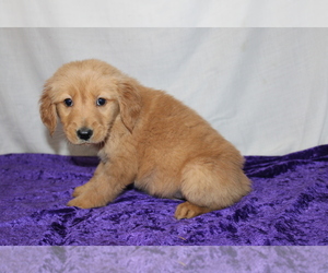 Golden Retriever Puppy for sale in BLOOMINGTON, IN, USA