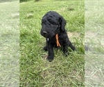 Small Photo #5 Goldendoodle Puppy For Sale in EATON RAPIDS, MI, USA