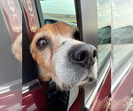 Small #5 Beagle