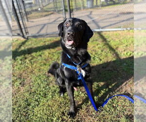 Labrenees Dogs for adoption in Boston, MA, USA