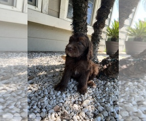Labradoodle-Sheepadoodle Mix Puppy for sale in EXETER, CA, USA