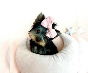 Yorkshire Terrier Puppy for sale in WINTER PARK, FL, USA