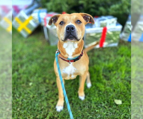 Medium Photo #1 German Shepherd Dog Puppy For Sale in Long Beach, CA, USA