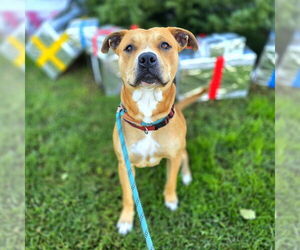 German Shepherd Dog Dogs for adoption in Long Beach, CA, USA