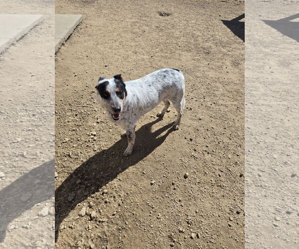 Medium Photo #3 Mutt Puppy For Sale in Maquoketa, IA, USA