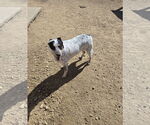 Small #2 Mutt