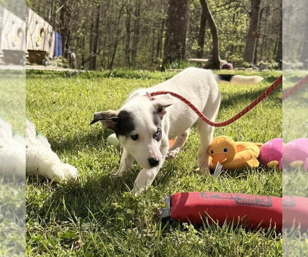 Medium Photo #4 Mutt Puppy For Sale in Yardley, PA, USA