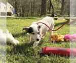 Small #3 Mutt
