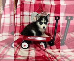 Siberian Husky Puppy for sale in DEARBORN, MO, USA