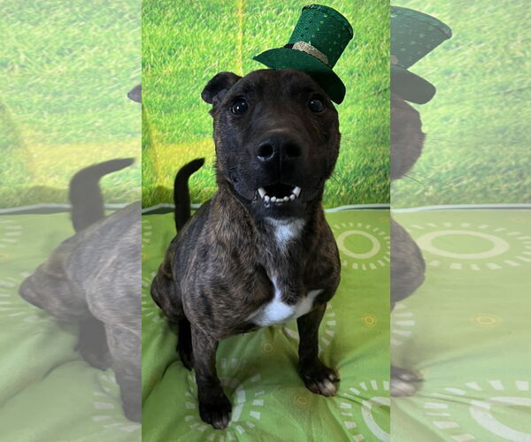Medium Photo #2 American Pit Bull Terrier-Unknown Mix Puppy For Sale in Sistersville, WV, USA