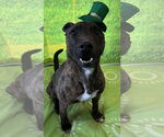 Small #1 American Pit Bull Terrier Mix