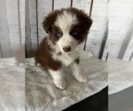 Small Photo #3 Australian Shepherd Puppy For Sale in GREENWOOD, IN, USA