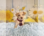 Small #1 Yorkiepoo mix (+ Poodle Toy)