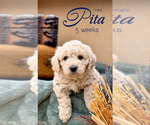 Image preview for Ad Listing. Nickname: Pita