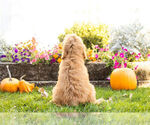 Small Photo #6 Goldendoodle Puppy For Sale in NAPPANEE, IN, USA