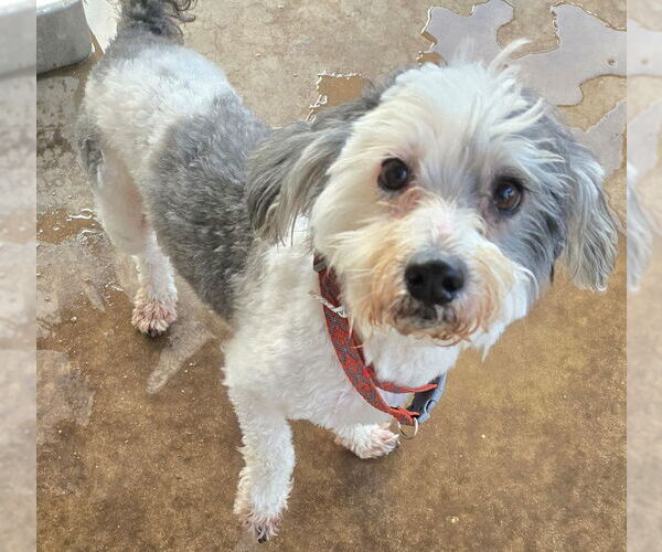 Medium Photo #2 Shih-Poo Puppy For Sale in San Antonio, TX, USA