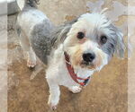 Small #1 Shih-Poo