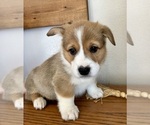 Small Photo #14 Pembroke Welsh Corgi Puppy For Sale in ROCK VALLEY, IA, USA