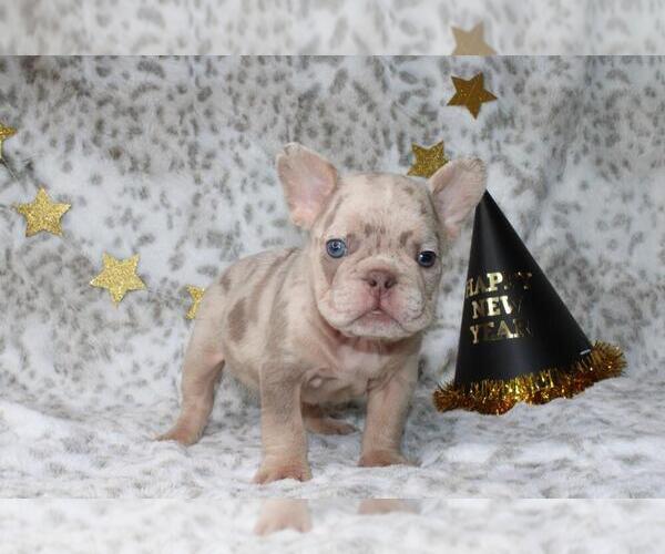Medium Photo #1 French Bulldog Puppy For Sale in LITITZ, PA, USA