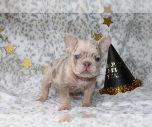 French Bulldog Puppy for sale in LITITZ, PA, USA